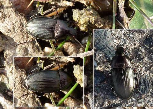 Amara eurynota