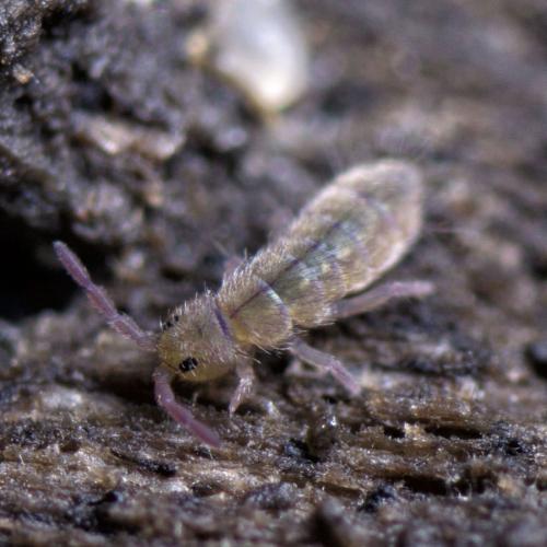 Réf. 98 595 : Isotomurus palustris