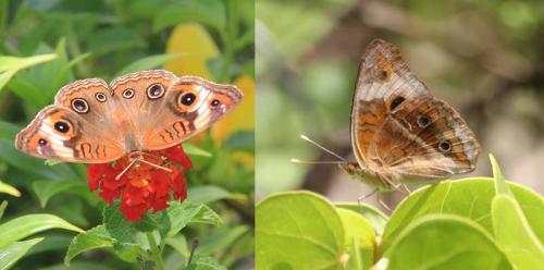 Réf. 98 124 : Junonia evarete