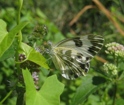 Pontia edusa