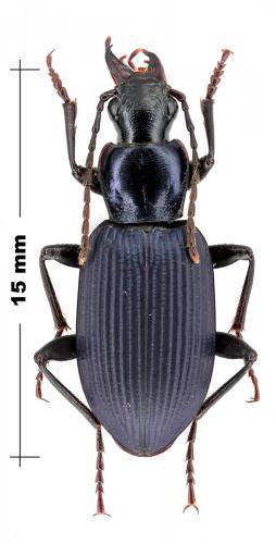 Laemostenus sp.