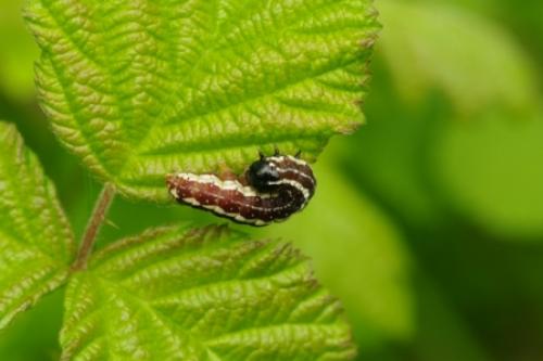 Réf. 98 284 : Dicycla oo