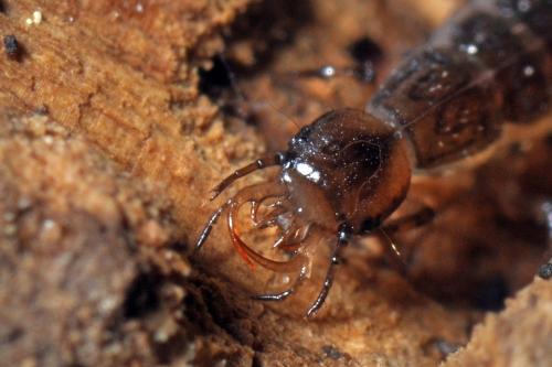 Réf. 98 706 : Leistus sp.