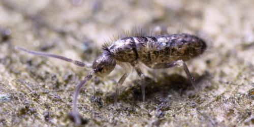 Tomocerus minor