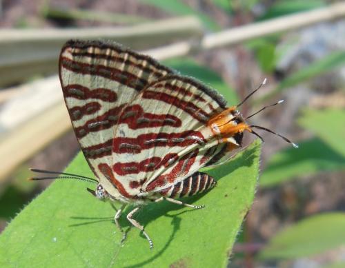 Spindasis seliga