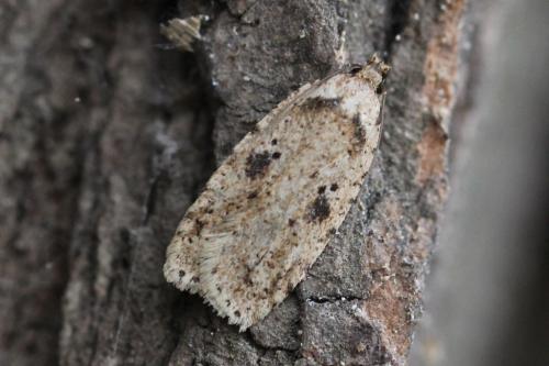 Agonopterix arenella