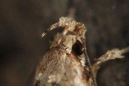 Agonopterix arenella