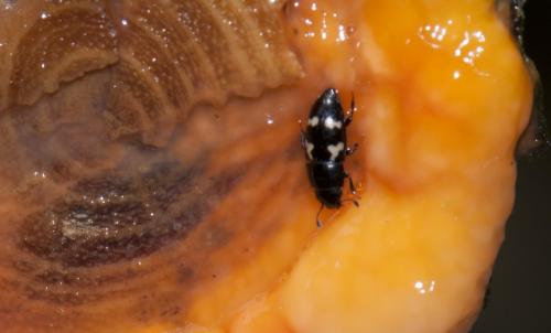 Glischrochilus quadriguttatus