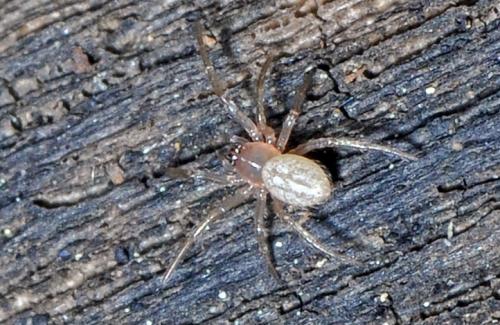 Cheiracanthium sp.