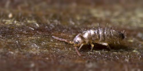 Heteromurus major