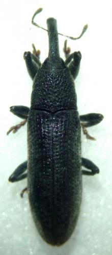 Lixus linearis