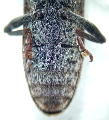 Lixus linearis