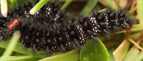 Réf. 98 582 : Melitaea cinxia