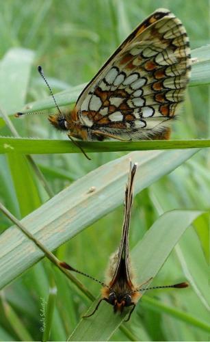 Melitaea sp.