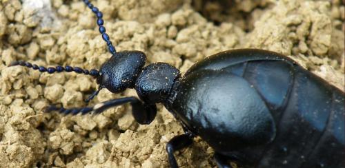 Meloe sp.