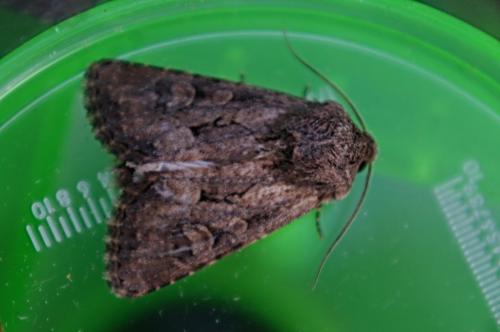 Luperina testacea