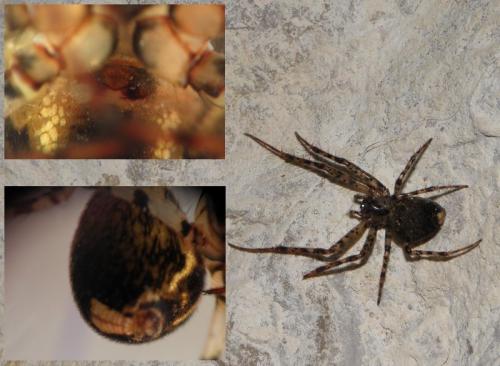 Réf. 98 803 : Metellina merianae
