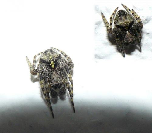 Réf. 98 935 : Gibbaranea gibbosa