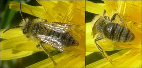 Andrena bicolorata