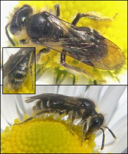 Andrena minutula