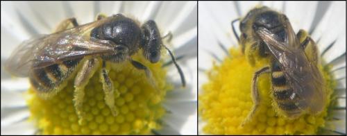 Lasioglossum pallens
