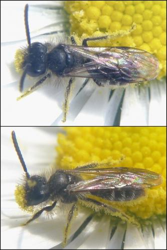 Réf. 98 230 : Andrena (minutula-minutuloides)