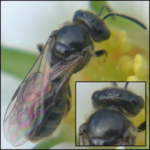 Lasioglossum sp.