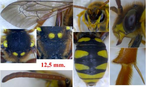 Réf. 98 445 : Nomada sexfasciata