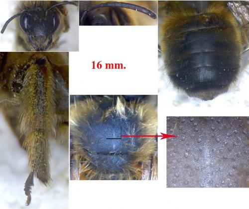 Eucera sp.