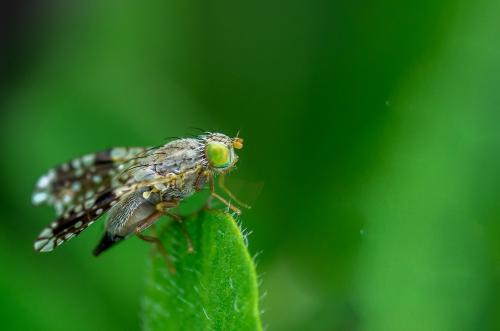 Réf. 98 692 : Tephritis sp.