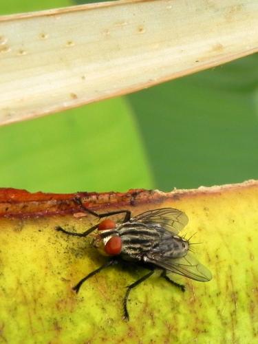 Sarcophaga sp.