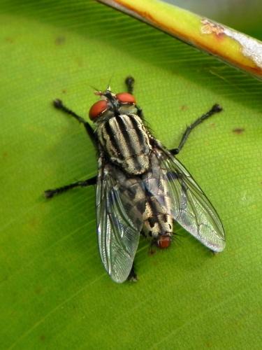 Sarcophaga sp.