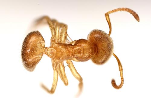 Lasius flavus
