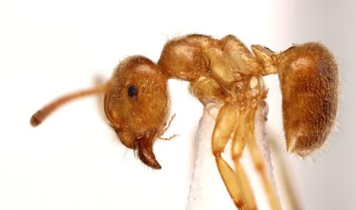 Lasius flavus