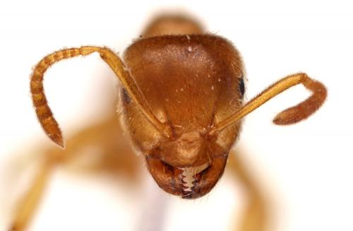Lasius flavus