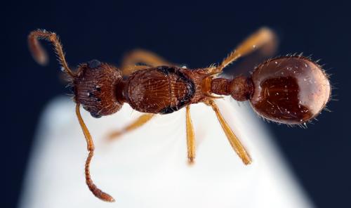 Réf. 98 984 : Myrmica ruginodis