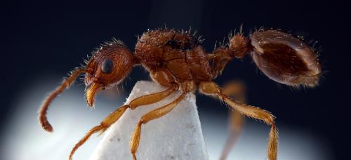 Réf. 98 985 : Myrmica ruginodis