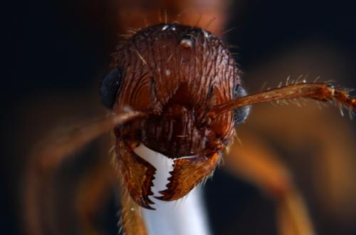 Réf. 98 986 : Myrmica ruginodis