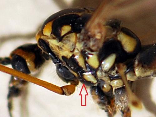 Réf. 98 295 : Nephrotoma appendiculata