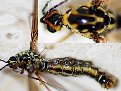 Réf. 98 317 : Nephrotoma appendiculata