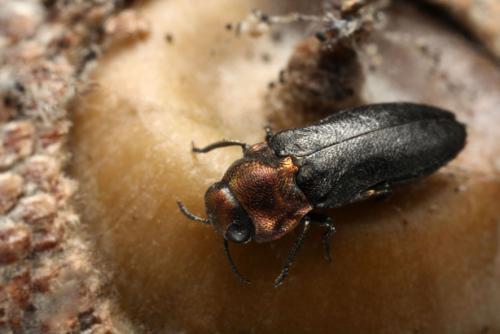 Meliboeus fulgidicollis
