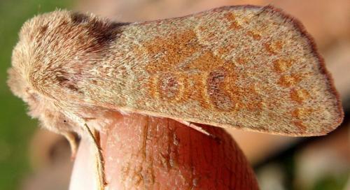Réf. 98 085 : Orthosia miniosa