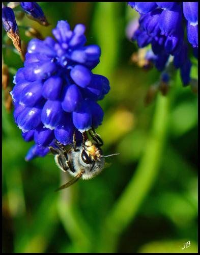 Anthophora plumipes