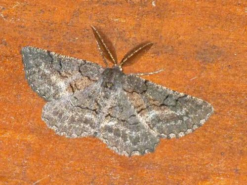 Nychiodes andalusiaria