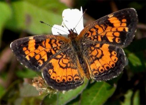 Réf. 98 178 : Phyciodes sp.