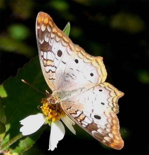 Anartia jatrophae