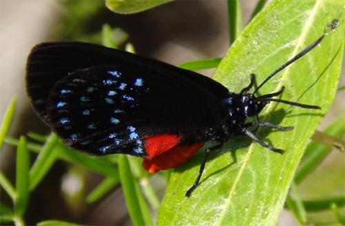 Eumaeus atala