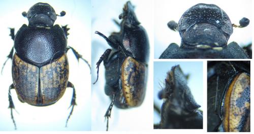 Réf. 98 915 : Onthophagus similis