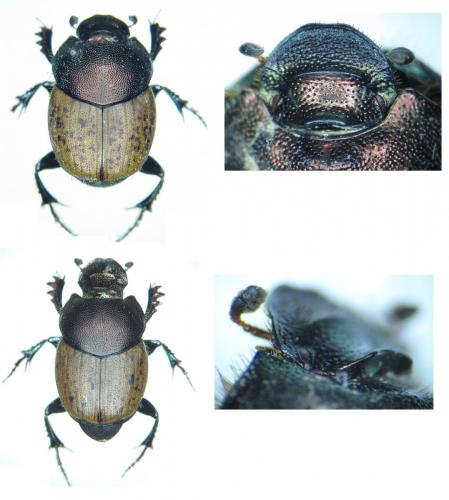 Onthophagus coenobita