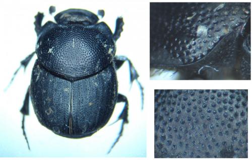 Réf. 98 793 : Onthophagus ovatus